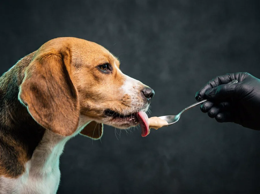pet tomando a medicação saborizada