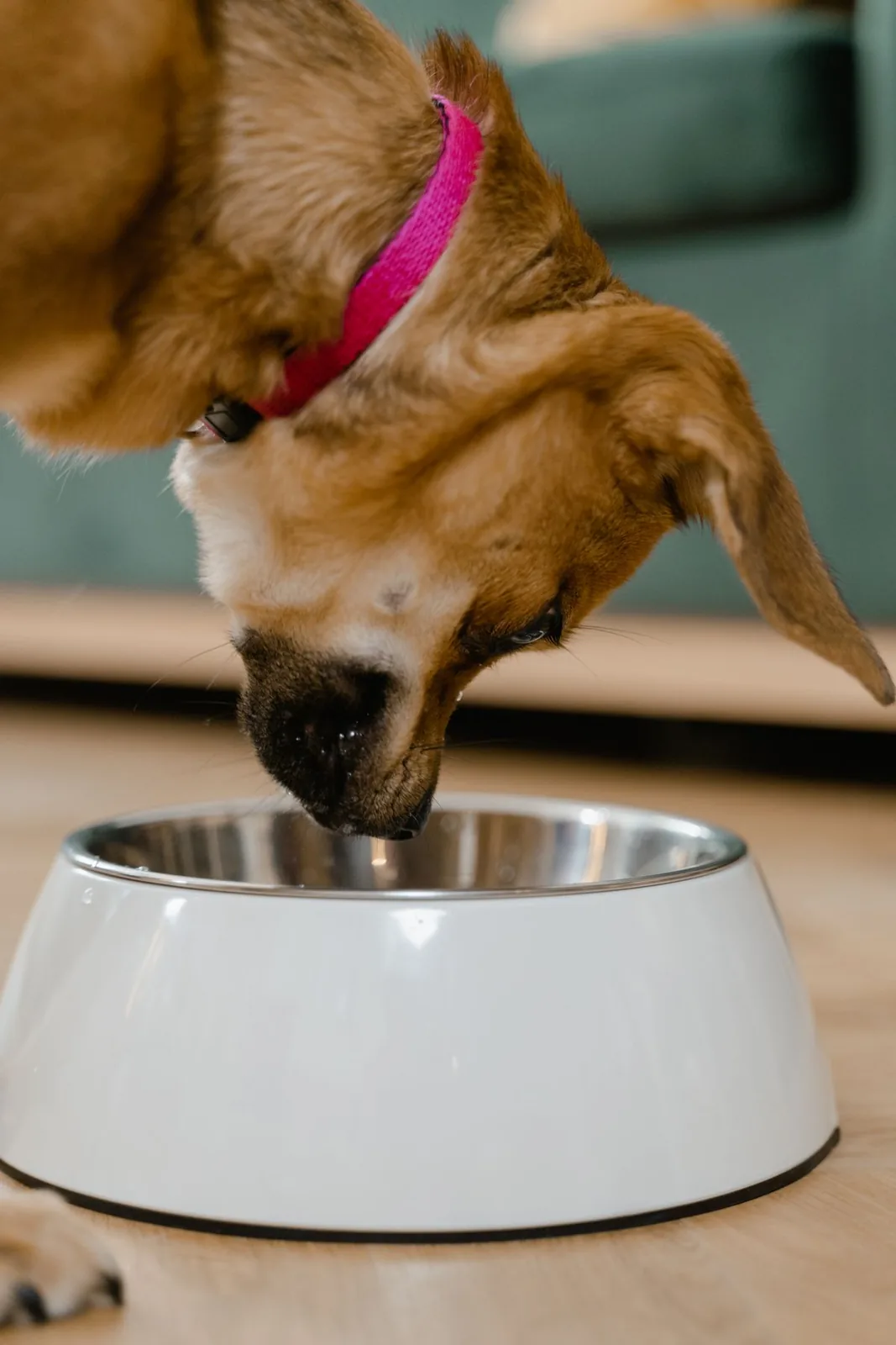 Cão comendo com aceitação uma fórmula veterinária saborizada, ambiente claro e afetivo
